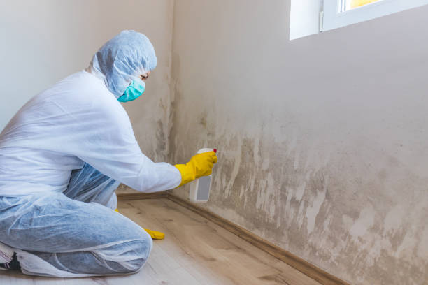 Licensed Bathroom Mold Removal service in Jessup, PA - WQB Mold Removal